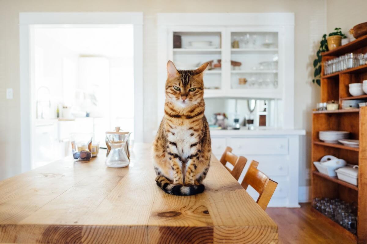 Nowy kot w domu – jak skutecznie zabezpieczyć przed nim meble i resztę mieszkania?